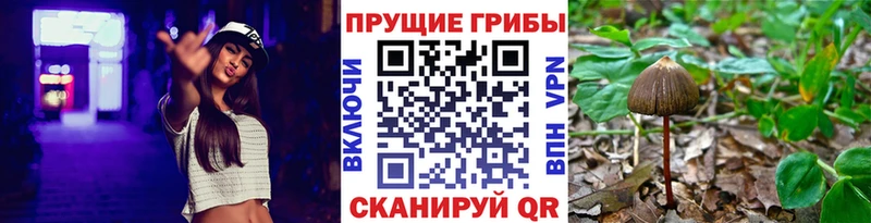Галлюциногенные грибы GOLDEN TEACHER  где можно купить   ОМГ ОМГ ТОР  Северская 